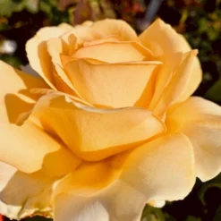 'Julia Child' Rosa X 'Julia Child' (Buketrose) A-Kvalitet,- Barrods Roser Min. 3 Grene -GrønGlæde Salgsbutik p30983 51574 rosa x julia child buketrose bfbf