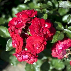 'Nina Weibull' Rosa X 'Nina Weibull' (Buketrose) A-Kvalitet,- Barrods Roser Min. 3 Grene -GrønGlæde Salgsbutik p309 51636 rosa x nina weibull buketrose bac7