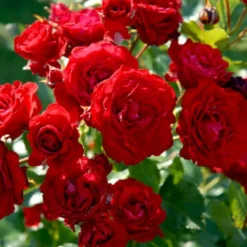 'Nina Weibull' Rosa X 'Nina Weibull' (Buketrose) A-Kvalitet,- Barrods Roser Min. 3 Grene -GrønGlæde Salgsbutik p309 51637 rosa x nina weibull buketrose 597b