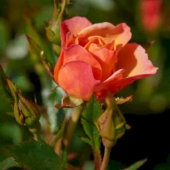 'Linnaeus'™ Rosa X 'Linnaeus'™ (Bunddækkerose) A-Kvalitet,- Barrods Roser Min. 3 Grene -GrønGlæde Salgsbutik p31002 52080 rosa x linnaeus bunddaekkerose 52bd