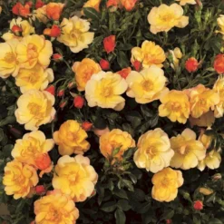 'Linnaeus'™ Rosa X 'Linnaeus'™ (Bunddækkerose) A-Kvalitet,- Barrods Roser Min. 3 Grene -GrønGlæde Salgsbutik p31002 52082 rosa x linnaeus bunddaekkerose fa0e