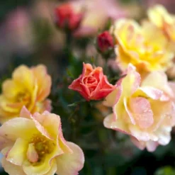 'Linnaeus'™ Rosa X 'Linnaeus'™ (Bunddækkerose) A-Kvalitet,- Barrods Roser Min. 3 Grene -GrønGlæde Salgsbutik p31002 52083 rosa x linnaeus bunddaekkerose 45b0