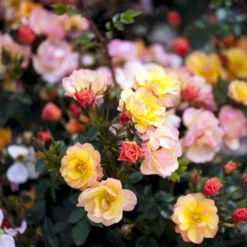 'Linnaeus'™ Rosa X 'Linnaeus'™ (Bunddækkerose) A-Kvalitet,- Barrods Roser Min. 3 Grene -GrønGlæde Salgsbutik p31002 52084 rosa x linnaeus bunddaekkerose a28a