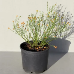 'Linnaeus'™ Rosa X 'Linnaeus'™ (Bunddækkerose) A-Kvalitet,- Barrods Roser Min. 3 Grene -GrønGlæde Salgsbutik p31002 52086 rosa x linnaeus bunddaekkerose 20bc