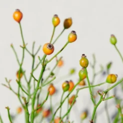 'Linnaeus'™ Rosa X 'Linnaeus'™ (Bunddækkerose) A-Kvalitet,- Barrods Roser Min. 3 Grene -GrønGlæde Salgsbutik p31002 52087 rosa x linnaeus bunddaekkerose 8ed5