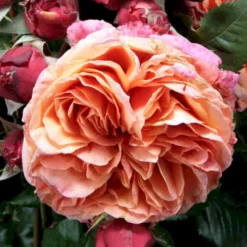 'Mary Ann'® Rosa X 'Mary Ann'® (Storblomstrende) A-Kvalitet,- Barrods Roser Min. 3 Grene -GrønGlæde Salgsbutik p31018 53340 rosa x mary ann storblomstrende c8b0