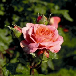 'Mary Ann'® Rosa X 'Mary Ann'® (Storblomstrende) A-Kvalitet,- Barrods Roser Min. 3 Grene -GrønGlæde Salgsbutik p31018 53985 rosa x mary ann storblomstrende cb00