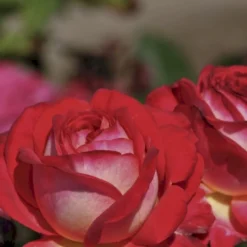 'Midsummer'® Rosa X 'Midsummer'® (Buketrose) A-Kvalitet,- Barrods Roser Min. 3 Grene -GrønGlæde Salgsbutik p31022 54026 rosa x midsummer buketrose 8884