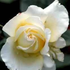 'Peaudouce' Rosa X 'Peaudouce' (Storblomstrende) A-Kvalitet,- Barrods Roser Min. 3 Grene -GrønGlæde Salgsbutik p31045 53282 rosa x peaudouce storblomstrende f8c4