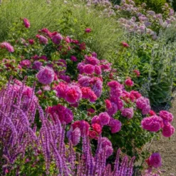 'Princess Anne'™ Rosa X 'Princess Anne'™ (Engelsk Rose) A-Kvalitet,- Barrods Roser Min. 3 Grene -GrønGlæde Salgsbutik p31057 53096 rosa x princess anne engelsk rose f2ee