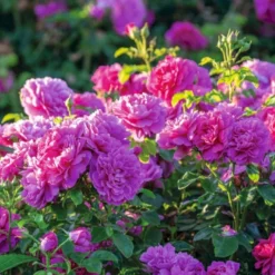 'Princess Anne'™ Rosa X 'Princess Anne'™ (Engelsk Rose) A-Kvalitet,- Barrods Roser Min. 3 Grene -GrønGlæde Salgsbutik p31057 53098 rosa x princess anne engelsk rose afdd