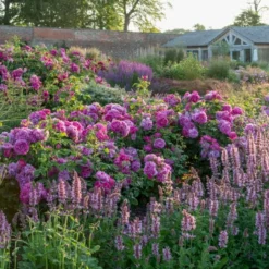 'Princess Anne'™ Rosa X 'Princess Anne'™ (Engelsk Rose) A-Kvalitet,- Barrods Roser Min. 3 Grene -GrønGlæde Salgsbutik p31057 53100 rosa x princess anne engelsk rose 5a33
