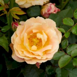 'Trakai'™ Palace'® Rosa X 'Trakai'™ Palace'® (Palacerose) A-Kvalitet,- Barrods Roser Min. 3 Grene 5 'Trakai'™ Palace'® Rosa X 'Trakai'™ Palace'® (Palacerose) A-Kvalitet,- Barrods Roser Min. 3 Grene -GrønGlæde Salgsbutik p31117 51919 rosa x trakai palace palacerose 0241
