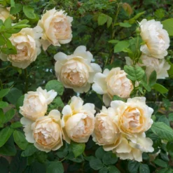 'Wollerton Old Hall'™ Rosa X 'Wollerton Old Hall'™ (Engelsk Rose) A-Kvalitet,- Barrods Roser Min. 3 Grene 10 'Wollerton Old Hall'™ Rosa X 'Wollerton Old Hall'™ (Engelsk Rose) A-Kvalitet,- Barrods Roser Min. 3 Grene -GrønGlæde Salgsbutik p31130 53250 rosa x wollerton old hall engelsk rose c722