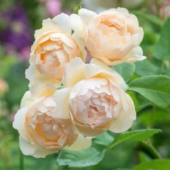 'Wollerton Old Hall'™ Rosa X 'Wollerton Old Hall'™ (Engelsk Rose) A-Kvalitet,- Barrods Roser Min. 3 Grene 11 'Wollerton Old Hall'™ Rosa X 'Wollerton Old Hall'™ (Engelsk Rose) A-Kvalitet,- Barrods Roser Min. 3 Grene -GrønGlæde Salgsbutik p31130 53251 rosa x wollerton old hall engelsk rose b5a1