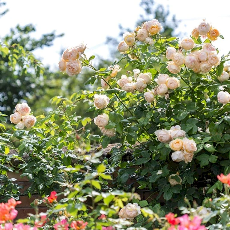 'Wollerton Old Hall'™ Rosa X 'Wollerton Old Hall'™ (Engelsk Rose) A-Kvalitet,- Barrods Roser Min. 3 Grene 6 'Wollerton Old Hall'™ Rosa X 'Wollerton Old Hall'™ (Engelsk Rose) A-Kvalitet,- Barrods Roser Min. 3 Grene - Billede 6