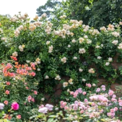 'Wollerton Old Hall'™ Rosa X 'Wollerton Old Hall'™ (Engelsk Rose) A-Kvalitet,- Barrods Roser Min. 3 Grene 14 'Wollerton Old Hall'™ Rosa X 'Wollerton Old Hall'™ (Engelsk Rose) A-Kvalitet,- Barrods Roser Min. 3 Grene -GrønGlæde Salgsbutik p31130 53254 rosa x wollerton old hall engelsk rose 7b8a