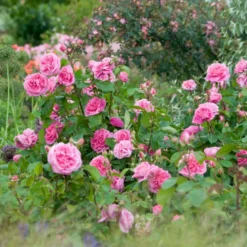 'Gertrude Jekyll' Rosa X 'Gertrude Jekyll' (Engelsk Rose) A-Kvalitet,- Barrods Roser Min. 3 Grene -GrønGlæde Salgsbutik p3119 53003 rosa x gertrude jekyll engelsk rose c9ee