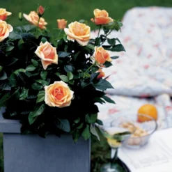 'Olympic™ Palace'® Rosa X 'Olympic™ Palace'® (Palacerose) A-Kvalitet,- Barrods Roser Min. 3 Grene -GrønGlæde Salgsbutik p311 51907 rosa x olympic palace palacerose 0a01