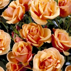 'Olympic™ Palace'® Rosa X 'Olympic™ Palace'® (Palacerose) A-Kvalitet,- Barrods Roser Min. 3 Grene -GrønGlæde Salgsbutik p311 51908 rosa x olympic palace palacerose 077d