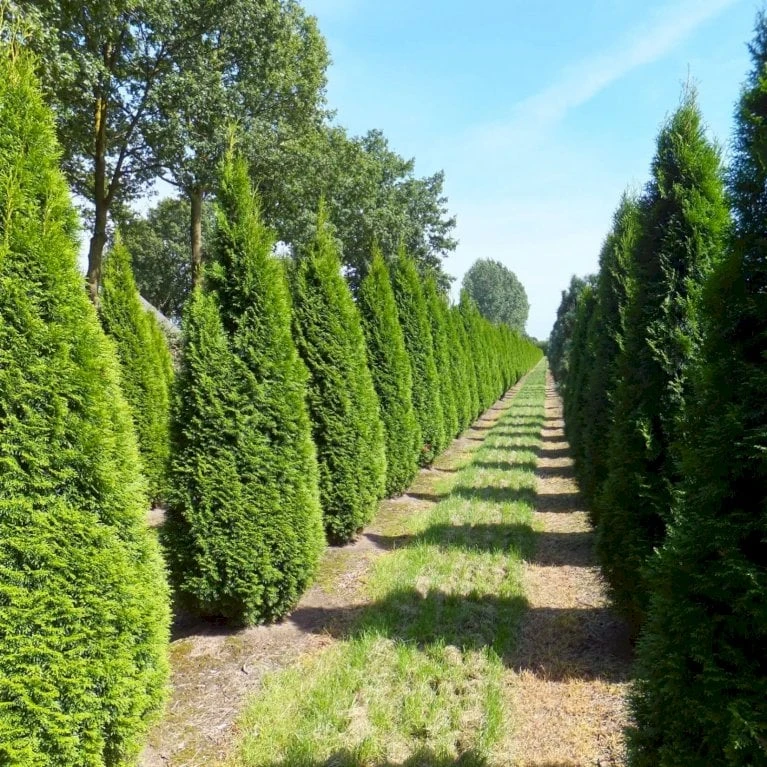 Hækthuja 'Smaragd' Thuja Occidentalis 'Smaragd' Potte 5,0 Liter,- 80-100 Cm. 3 Hækthuja 'Smaragd' Thuja Occidentalis 'Smaragd' Potte 5,0 Liter,- 80-100 Cm. - Billede 3