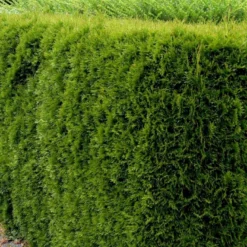 Hækthuja 'Smaragd' Thuja Occidentalis 'Smaragd' Potte 5,0 Liter,- 80-100 Cm. 11 Hækthuja 'Smaragd' Thuja Occidentalis 'Smaragd' Potte 5,0 Liter,- 80-100 Cm. -GrønGlæde Salgsbutik p3129 52858 thuja occidentalis smaragd 9b78 2