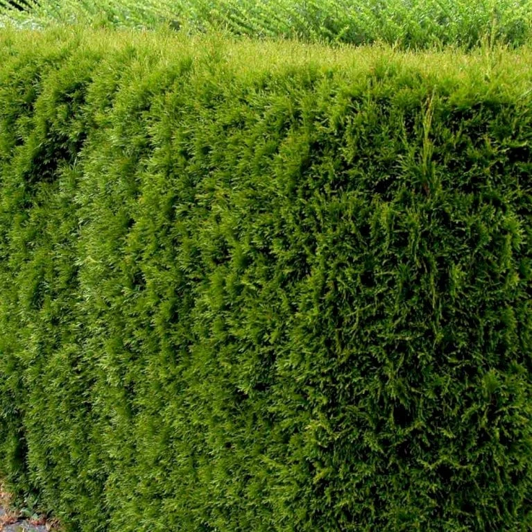 Hækthuja 'Smaragd' Thuja Occidentalis 'Smaragd' Potte 5,0 Liter,- 80-100 Cm. 4 Hækthuja 'Smaragd' Thuja Occidentalis 'Smaragd' Potte 5,0 Liter,- 80-100 Cm. - Billede 4