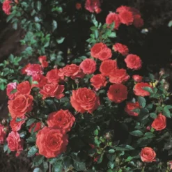 'Orange Juwel'® Rosa X 'Orange Juwel'® (Miniaturerose) A-Kvalitet,- Barrods Roser Min. 3 Grene -GrønGlæde Salgsbutik p312 53619 rosa x orange juwel miniaturerose 50c0