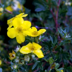 Gul Buskpotentil 'Goldfinger' Potentilla Fruticosa 'Goldfinger' Plug + 2 års, 30-50 Cm. -GrønGlæde Salgsbutik p3130 54086 potentilla fruticosa goldfinger a387