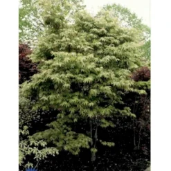 Japansk Ahorn Acer Palmatum Med Klump,- 150-175 Cm.