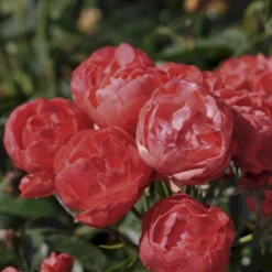 'Orange Morsdag' Rosa X 'Orange Morsdag' (Miniaturerose) A-Kvalitet,- Barrods Roser Min. 3 Grene