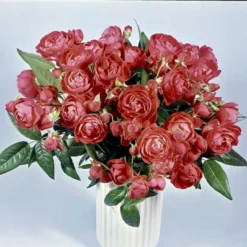 'Orange Morsdag' Rosa X 'Orange Morsdag' (Miniaturerose) A-Kvalitet,- Barrods Roser Min. 3 Grene -GrønGlæde Salgsbutik p314 51645 rosa x orange morsdag miniaturerose f776