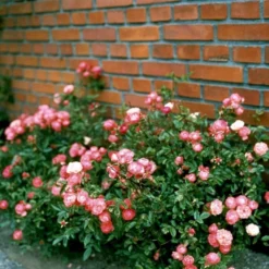 'Orange Morsdag' Rosa X 'Orange Morsdag' (Miniaturerose) A-Kvalitet,- Barrods Roser Min. 3 Grene -GrønGlæde Salgsbutik p314 51646 rosa x orange morsdag miniaturerose 2333