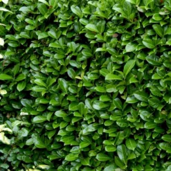 Hæk-Kirsebærlaurbær 'Rotundifolia' Prunus Laurocerasus 'Rotundifolia' Potte 10 Liter,- 100-125 Cm. -GrønGlæde Salgsbutik p3166 52810 prunus laurocerasus rotundifolia 617d