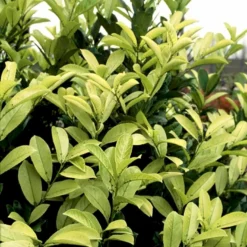 Hæk-Kirsebærlaurbær 'Rotundifolia' Prunus Laurocerasus 'Rotundifolia' Potte 10 Liter,- 100-125 Cm. -GrønGlæde Salgsbutik p3166 52811 prunus laurocerasus rotundifolia 46c3