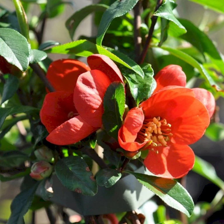 Japansk Kvæde 'Crimson And Gold' Chaenomeles Hyb. 'Crimson And Gold' 3,5 Liter Potte 1 Japansk Kvæde 'Crimson And Gold' Chaenomeles Hyb. 'Crimson And Gold' 3,5 Liter Potte