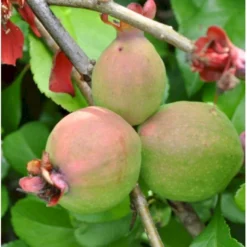 Japansk Kvæde 'Crimson And Gold' Chaenomeles Hyb. 'Crimson And Gold' 3,5 Liter Potte 6 Japansk Kvæde 'Crimson And Gold' Chaenomeles Hyb. 'Crimson And Gold' 3,5 Liter Potte -GrønGlæde Salgsbutik p31725 40740 chaenomeles hyb crimson and gold 4412