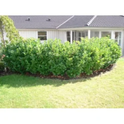 Kirsebærlaurbær 'Etna' Prunus Laurocerasus 'Etna' Potte 5,0 Liter,- 80-100 Cm. -GrønGlæde Salgsbutik p3179 30027 prunus laurocerasus etna 6222 1