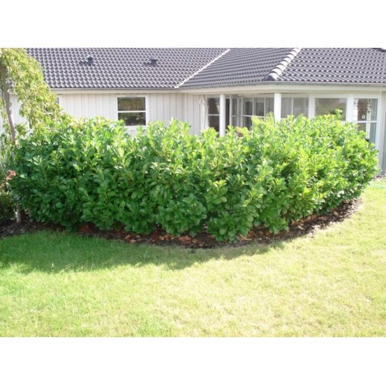Kirsebærlaurbær 'Etna' Prunus Laurocerasus 'Etna' Potte 10 Liter,- 60-80 Cm. 3 Kirsebærlaurbær 'Etna' Prunus Laurocerasus 'Etna' Potte 10 Liter,- 60-80 Cm. - Billede 3