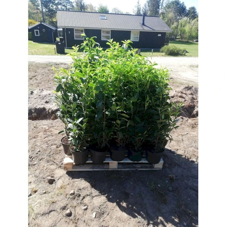Kirsebærlaurbær 'Etna' Prunus Laurocerasus 'Etna' Potte 10 Liter,- 60-80 Cm. 1 Kirsebærlaurbær 'Etna' Prunus Laurocerasus 'Etna' Potte 10 Liter,- 60-80 Cm.