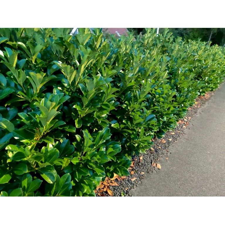 Kirsebærlaurbær 'Etna' Prunus Laurocerasus 'Etna' Med Klump,- 125-150 Cm. 2 Kirsebærlaurbær 'Etna' Prunus Laurocerasus 'Etna' Med Klump,- 125-150 Cm. - Billede 2