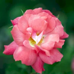 'Pernille Poulsen' Rosa X 'Pernille Poulsen' (Buketrose) A-Kvalitet,- Barrods Roser Min. 3 Grene