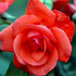 'Piccolo'® Rosa X 'Piccolo'® (Miniaturerose) A-Kvalitet,- Barrods Roser Min. 3 Grene -GrønGlæde Salgsbutik p318 51656 rosa x piccolo miniaturerose b208