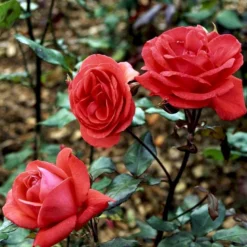 'Piccolo'® Rosa X 'Piccolo'® (Miniaturerose) A-Kvalitet,- Barrods Roser Min. 3 Grene -GrønGlæde Salgsbutik p318 51657 rosa x piccolo miniaturerose c62e