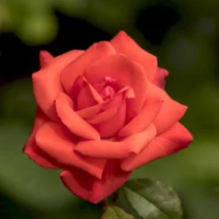 'Piccolo'® Rosa X 'Piccolo'® (Miniaturerose) A-Kvalitet,- Barrods Roser Min. 3 Grene -GrønGlæde Salgsbutik p318 54032 rosa x piccolo miniaturerose d314