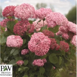 Træagtig Hortensia 'Invinc. Pink Annabelle'' Hydrangea Arb. 'invinc. Pink Annabelle'' Potte 3,0 Liter,- 25-30 Cm. -GrønGlæde Salgsbutik p32083 35997 hydrangea arb invinc pink annabelle 3439