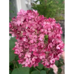 Træagtig Hortensia 'Invinc. Pink Annabelle'' Hydrangea Arb. 'invinc. Pink Annabelle'' Potte 3,0 Liter,- 25-30 Cm. -GrønGlæde Salgsbutik p32083 35998 hydrangea arb invinc pink annabelle 7775