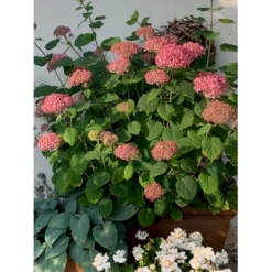 Træagtig Hortensia 'Invinc. Pink Annabelle'' Hydrangea Arb. 'invinc. Pink Annabelle'' Potte 3,0 Liter,- 25-30 Cm. -GrønGlæde Salgsbutik p32083 36000 hydrangea arb invinc pink annabelle 4226