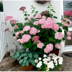 Træagtig Hortensia 'Invinc. Pink Annabelle'' Hydrangea Arb. 'invinc. Pink Annabelle'' Potte 3,0 Liter,- 25-30 Cm. -GrønGlæde Salgsbutik p32083 38907 hydrangea arb invinc pink annabelle 029f