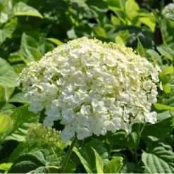 Træagtig Hortensia 'Incrediball'® Hydrangea Arborescens 'Incrediball'® 5 Liter Potte
